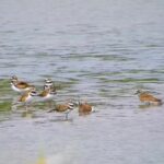 Moon Sky Video Background Download, Red-backed Sandpiper, Sandpiper, Shorebird, Wading Bird, Bird