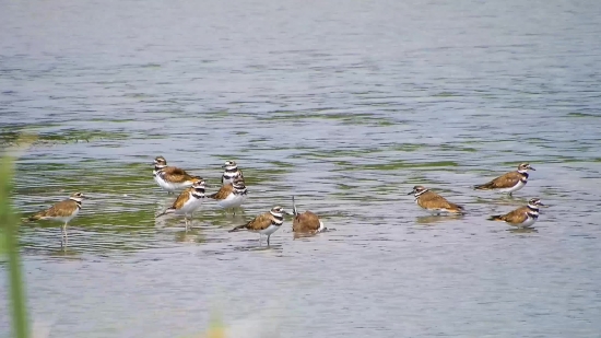 Moon Sky Video Background Download, Red-backed Sandpiper, Sandpiper, Shorebird, Wading Bird, Bird