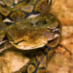 Moon Sky Video Background, Night Snake, Snake, Reptile, Wildlife, Wild