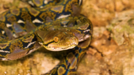 Moon Sky Video Background, Night Snake, Snake, Reptile, Wildlife, Wild