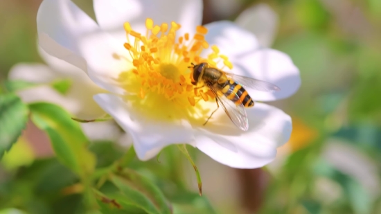 Moon Sky Video Download, Insect, Worker, Arthropod, Bee, Flower