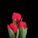 Moon Stock Video, Tulip, Tulips, Spring, Plant, Flower