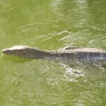 Most Popular Video In Youtube, Water Snake, Snake, Water, Reptile, Lake