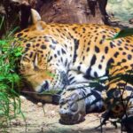 Motion Background For Video Editing, Jaguar, Big Cat, Feline, Wildlife, Safari