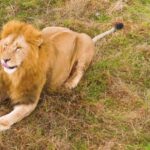 Motion Background No Copyright, Lion, Big Cat, Feline, Predator, Cat