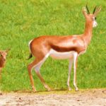 Motion Backgrounds Royalty Free Stock Video, Gazelle, Antelope, Ruminant, Wildlife, Deer