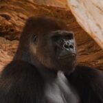 Motion Graphic Animation Free, Gorilla, Ape, Primate, Monkey, Wildlife