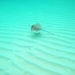 Motion Graphics Free Video, Stingray, Ray, Fish, Water, Ocean