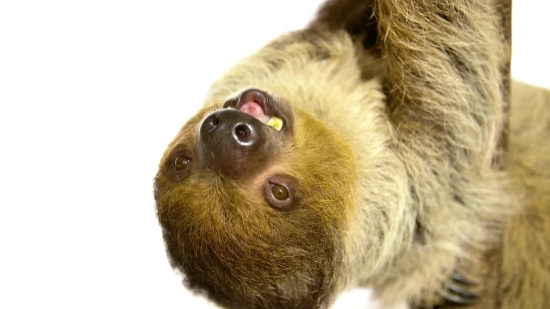 Motion Graphics No Copyright, Three-toed Sloth, Mammal, Sloth, Monkey, Pet