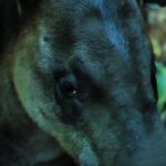 Motion Tracking Footage, Tapir, Odd-toed Ungulate, Ungulate, Placental, Dog