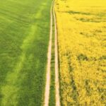 Motion Videos Free Download, Rapeseed, Oilseed, Seed, Field, Mustard