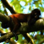 Motivation Clips Download, Spider Monkey, Monkey, Primate, Wildlife, Wild