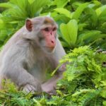 Motivational Clips Free Download, Macaque, Monkey, Primate, Wildlife, Wild