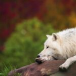 Mountain Stock Video, White Wolf, Wolf, Canine, Fur, Dog