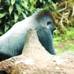 Mountain Video Clips Free Download, Baboon, Monkey, Primate, Wildlife, Ape