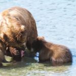 Movie Clip Download No Copyright, Brown Bear, Bear, Mammal, Water, Wildlife