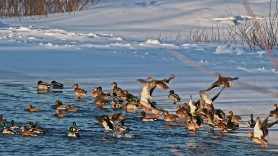 Movie Clips, Beach, Water, Sea, Pelican, Ocean