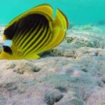 Movie Clips Site, Rock Beauty, Butterfly Fish, Underwater, Sea, Reef