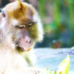 Movie Funny Video Clip Download, Macaque, Monkey, Primate, Wildlife, Wild