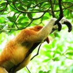 Movie Starting Video Clip Download, Proboscis Monkey, Monkey, Primate, Wildlife, Tree