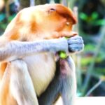 Movie Video Clip Download, Proboscis Monkey, Monkey, Primate, Wildlife, Wild