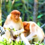 Movie Video Clips Free Download, Proboscis Monkey, Monkey, Primate, Wildlife, Wild