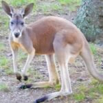 Movie Zoom Backgrounds Free, Wallaby, Kangaroo, Mammal, Buck, Deer