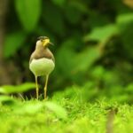 Moving Background Hd, Goldfinch, Finch, Bird, Beak, Feather