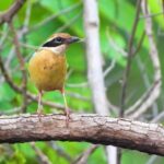 Moving Background No Copyright, Robin, Bird, Thrush, Wren, Wildlife