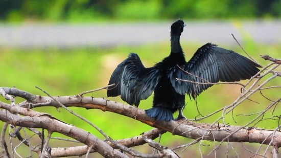 Moving Backgrounds For Edits Download, Bird, Wildlife, Animal, Beak, Feather