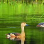 Moving Backgrounds No Copyright, Goose, Waterfowl, Bird, Aquatic Bird, Lake