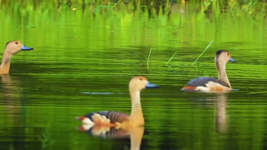 Moving Backgrounds No Copyright, Goose, Waterfowl, Bird, Aquatic Bird, Lake