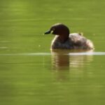 Moving Clouds Background Video Download, Drake, Duck, Waterfowl, Bird, Wildlife