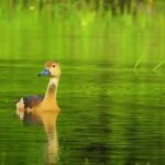 Moving Clouds Video Download, Goose, Waterfowl, Bird, Aquatic Bird, Lake