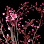 Moving Clouds Video Free Download, Pink, Shrub, Flower, Plant, Woody Plant