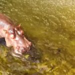 Mp3 Download Tiktok, Hippopotamus, Ungulate, Mammal, Water, Animals