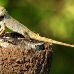 Mp3 Download Video Tiktok, Lizard, Reptile, Wildlife, Wild, Animals