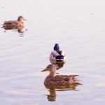 Mp4 Clips Free Download, Drake, Duck, Waterfowl, Water, Bird