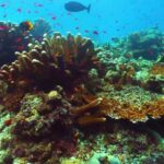 Mp4 Download Lagu, Coral Reef, Reef, Underwater, Coral, Ridge