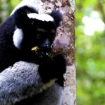 Mp4 Free Video Clips, Lemur, Primate, Mammal, Wildlife, Fur