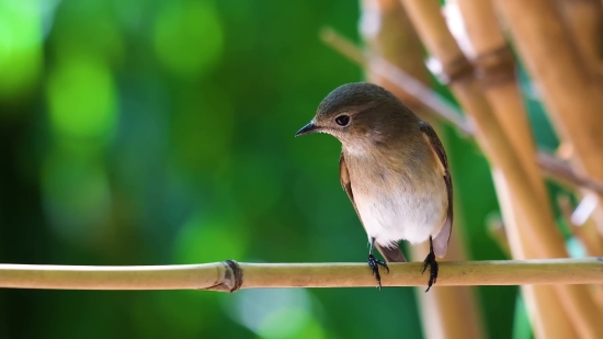 Mp4 Nature Video Download, Warbler, Bird, Wildlife, Beak, Wild