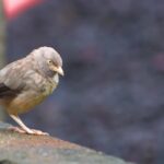 Mp4 Pinterest, Bird, Beak, Sparrow, Wildlife, Feather