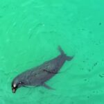 Mp4 Tiktok Download, Shark, Fish, Hammerhead, Water, Sea