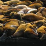 Mp4juices, Sea Lion, Eared Seal, Seal, Aquatic Mammal, Sea