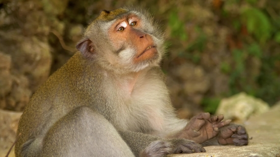 Mr Bean Short Clips, Macaque, Monkey, Primate, Wildlife, Wild