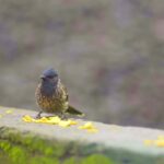 Music Green Screen Video Download, Starling, Bird, Wildlife, Beak, Wild