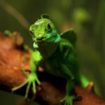 Nachural Background Hd Video Download, Green Lizard, Lizard, Chameleon, Eye, Wildlife