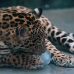 Nachural Video Background, Jaguar, Big Cat, Feline, Wildlife, Cat