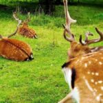 Nasa Copyright Free Videos, Deer, Cattle, Bull, Mammal, Grass