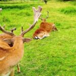 Nasa Free Stock Footage, Buck, Placental, Mammal, Vertebrate, Deer